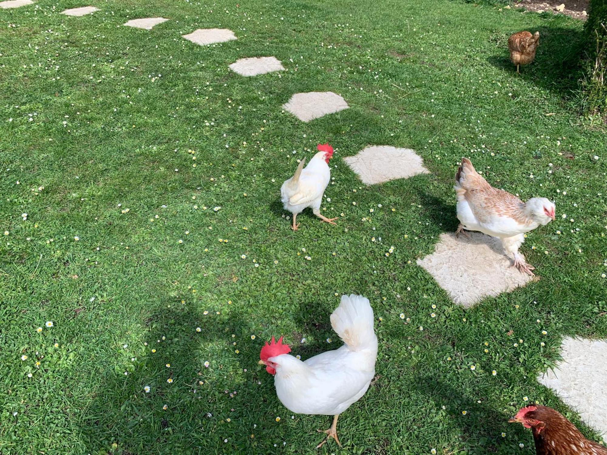Gite "Le Refuge" Dans Un Domaine De 7Ha Au Calme Vimoutiers Buitenkant foto